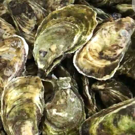 漳浦县牡蛎  深海生蚝