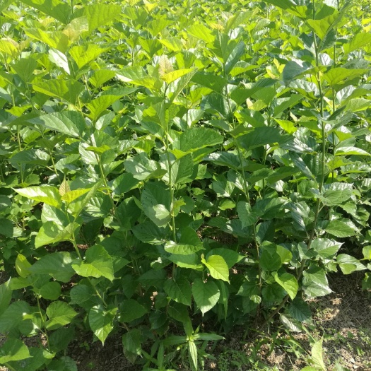 宿迁长果桑苗 超级果桑2号72C002