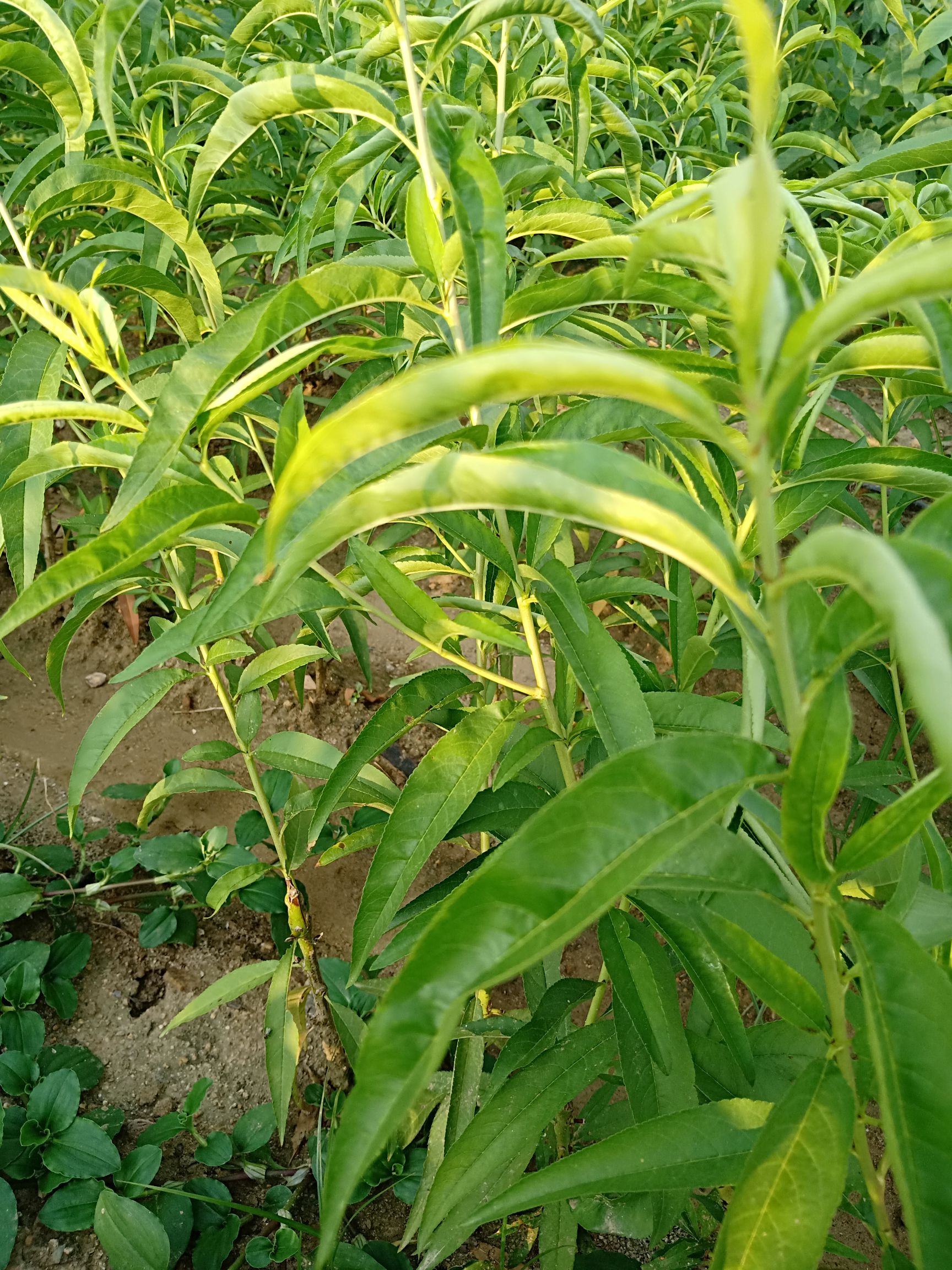 突围桃苗 0.5~1米