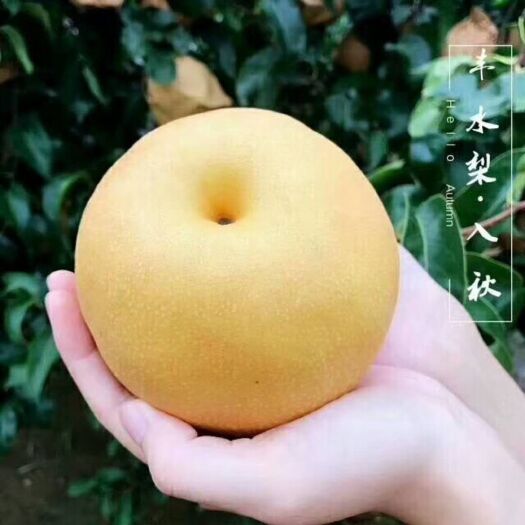 山东冠县丰水梨大量上市供应各种规格,承接超市 电商社区团购