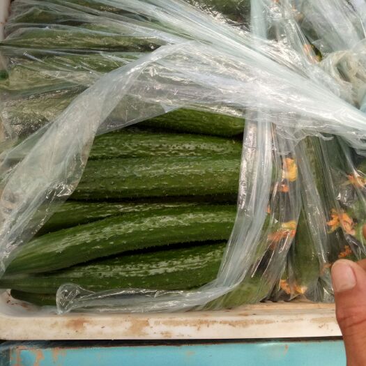 莘县 秋黄瓜己大量上市，大棚种植，货量充足