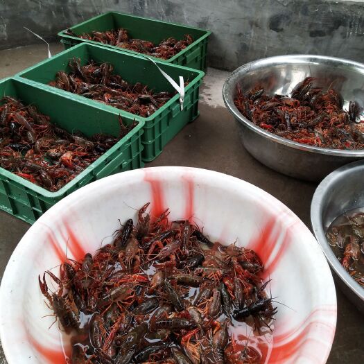 重庆市清水小龙虾 湖虾 7-9钱 