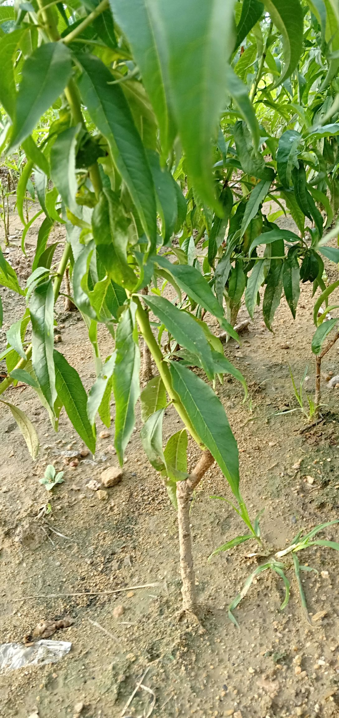 中华寿桃南方能否栽种图片