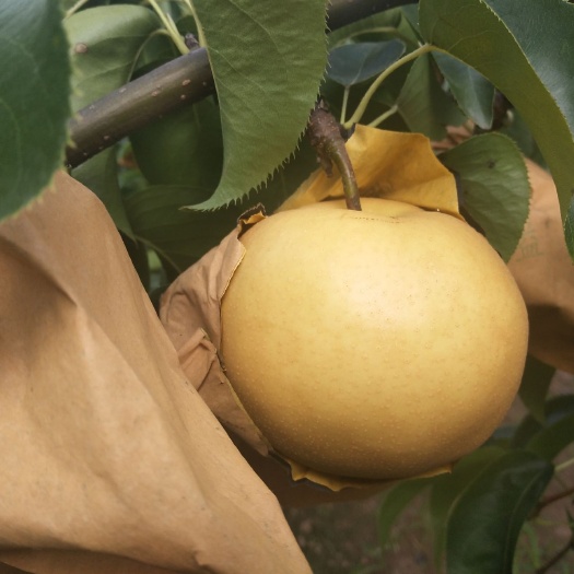 莱阳市圆黄梨 550-600g 95mm以上