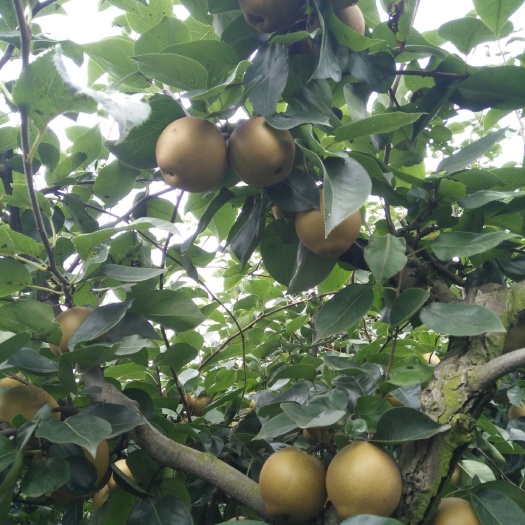 钟祥市黄花梨 湖北省荆门市钟祥市