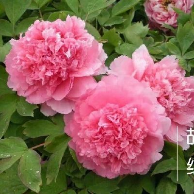 菏泽观赏牡丹 2cm以下 4cm以下 0.5米以下 