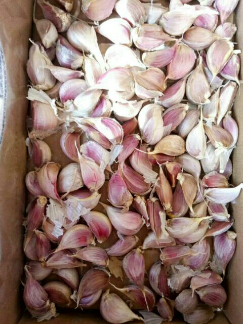 大蒜种子  精品蒜苗种子，四季寒蒜红根蒜苗种子欢迎来到实地考