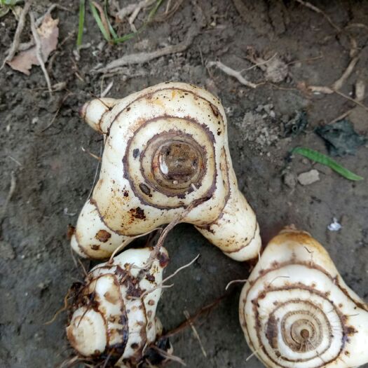 大理市白芨种子 