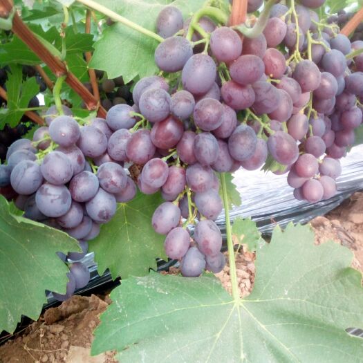 昌邑市玫瑰香葡萄 5%以下 1次果 0.8-1斤