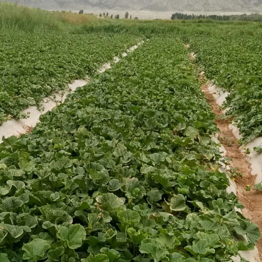 西州蜜 瓜州被称为密瓜之州.现种植的西周密17号.瓜型好.糖粉高。