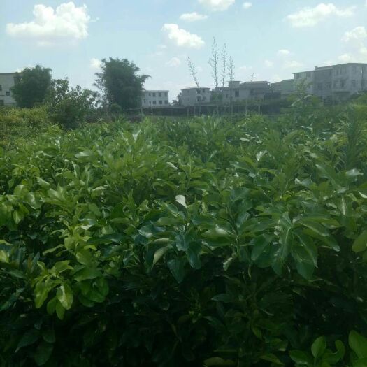 荔浦市三红蜜柚苗 