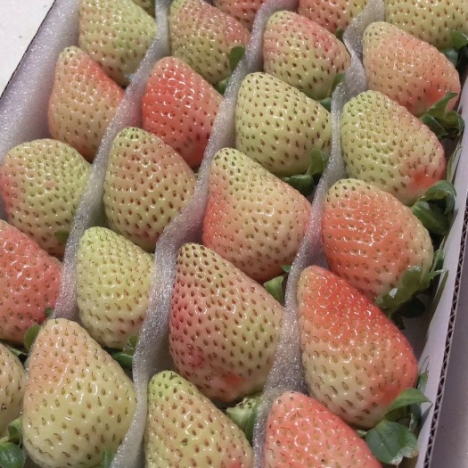 蒙特瑞草莓  白菜价了，赶紧下手
