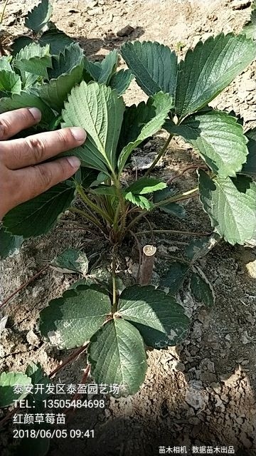 泰安红颜草莓苗 地栽苗 20~30公分