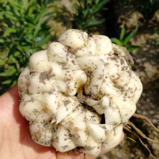 隆回县龙牙百合 3cm-5cm