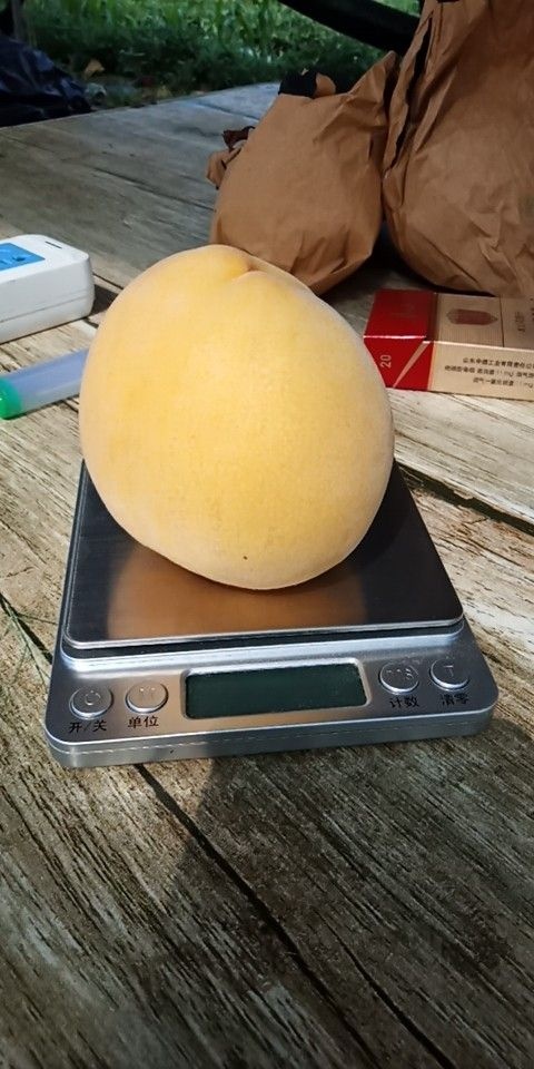 蒙阴县黄金黄桃 70mm以上 4两以上
