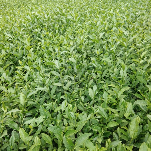 雅安福云6号茶树苗  绿茶树苗，名优131，小福顶，福选9号，中茶108