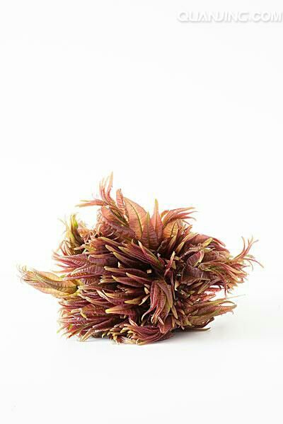 宣恩县红油香椿芽 6~9cm 