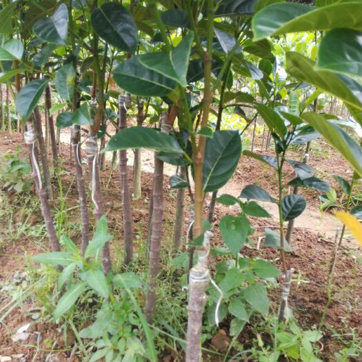 灵山县马来西亚一号菠萝蜜苗