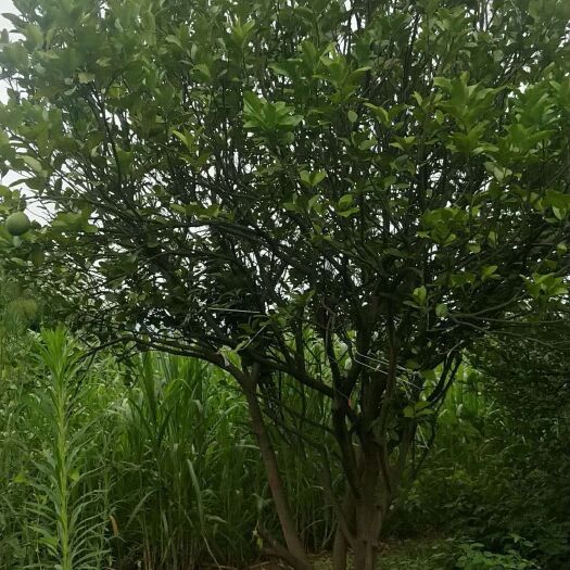 赣州蜜柚苗