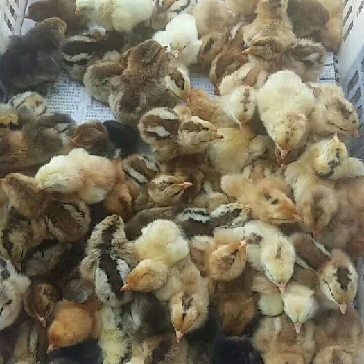 咸宁良凤花鸡苗 统货