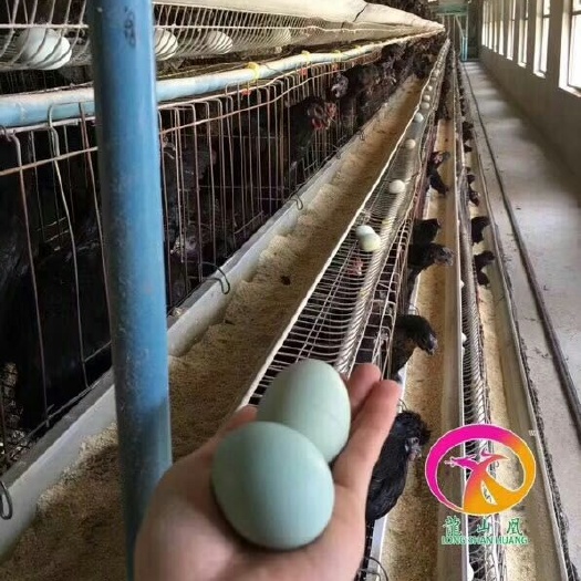 驻马店绿壳蛋鸡苗