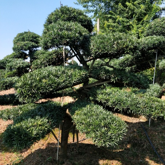 长沙罗汉松 