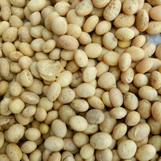永城市黄黄豆 生大豆 2等品 