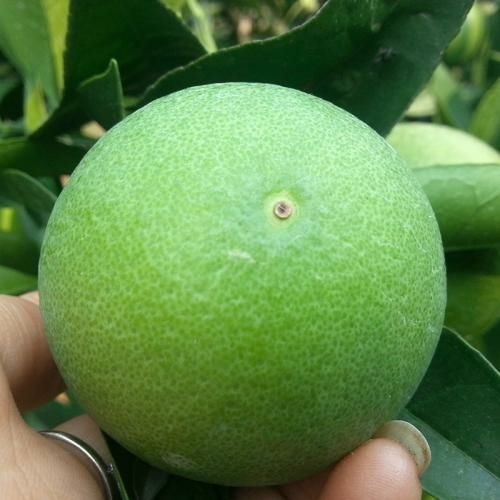 灵山县红心橙苗 嫁接苗 0.5~1米 