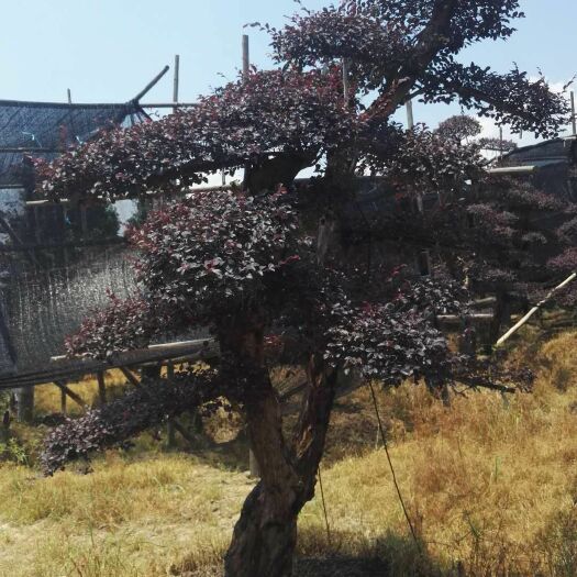 长沙造型红继木桩