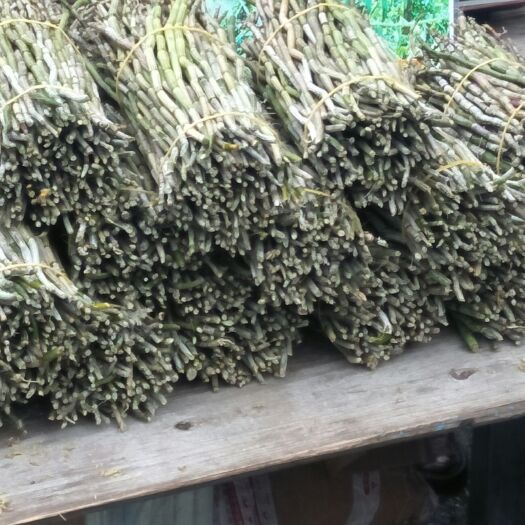 巴马县铁皮石斛