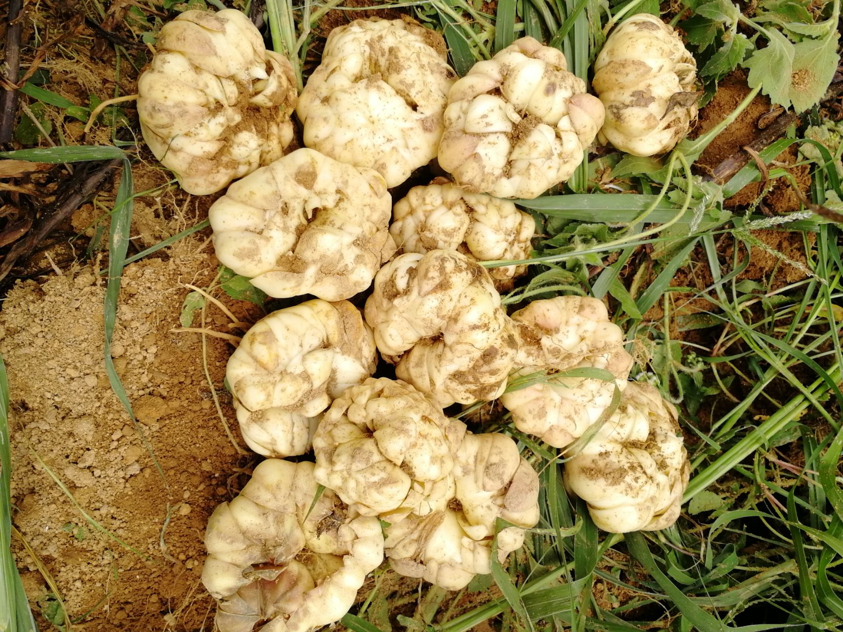 龙牙百合 3cm-5cm