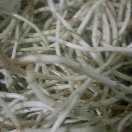 建水县鱼腥草根