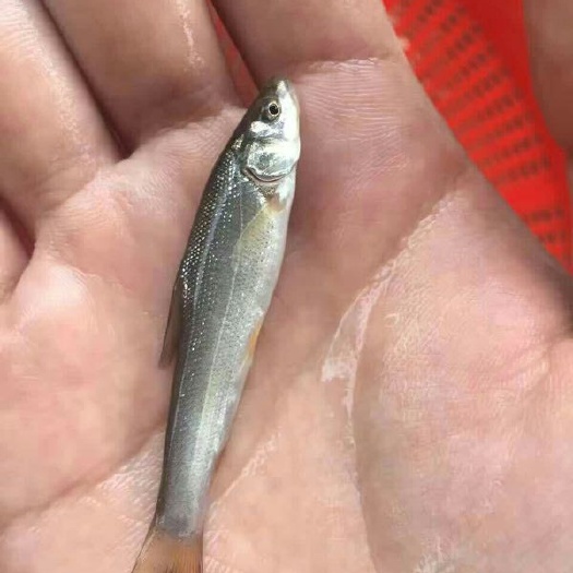 广州银鳕鱼苗 