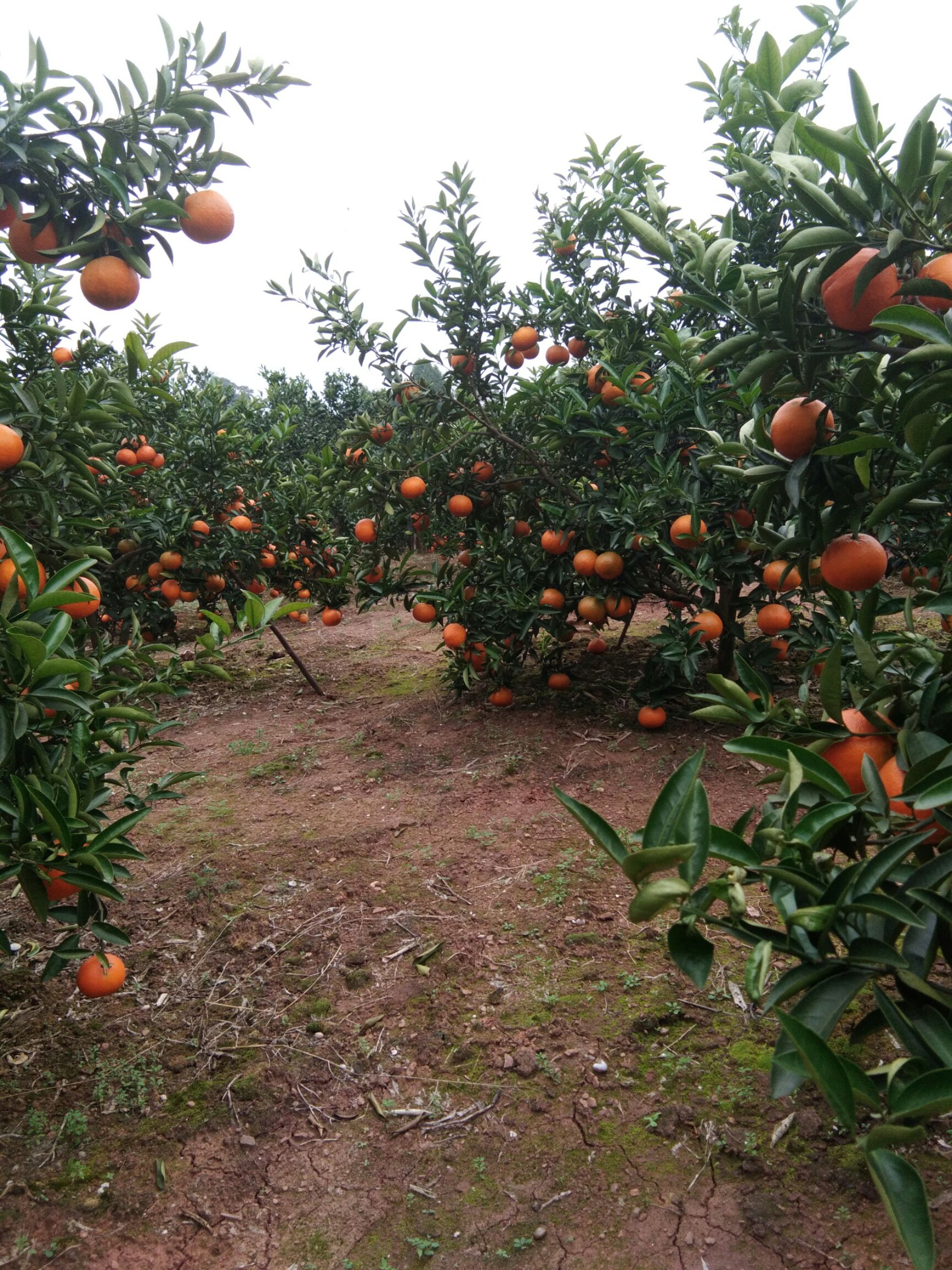 【产地直发】四川特早密橘，果农自种量大价优，欢迎咨询。