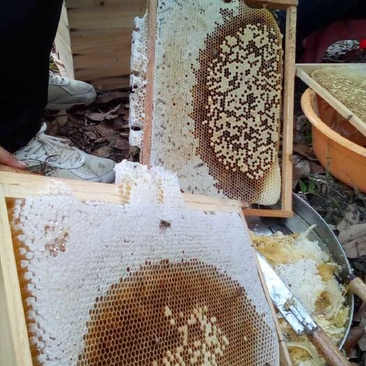 琼中县土蜂蜜 散装  2年