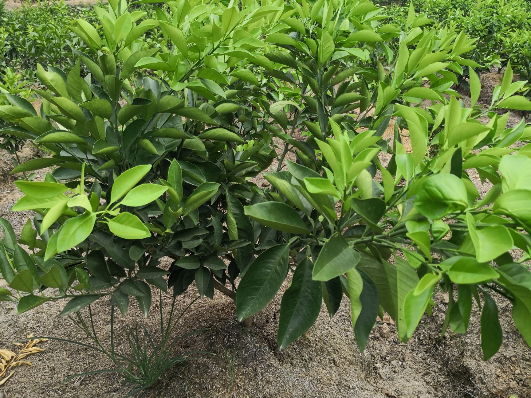 锦蜜冰糖橙苗 嫁接苗 0.5~1米