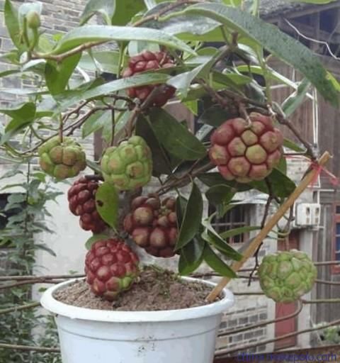 灵山县粉红黑老虎苗 