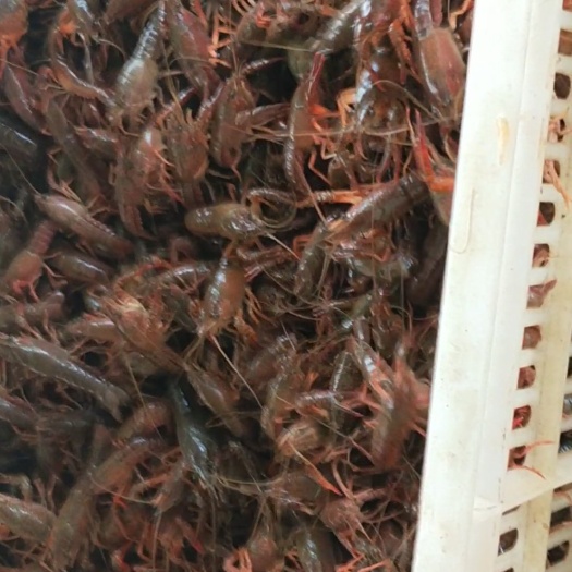 监利市小龙虾苗