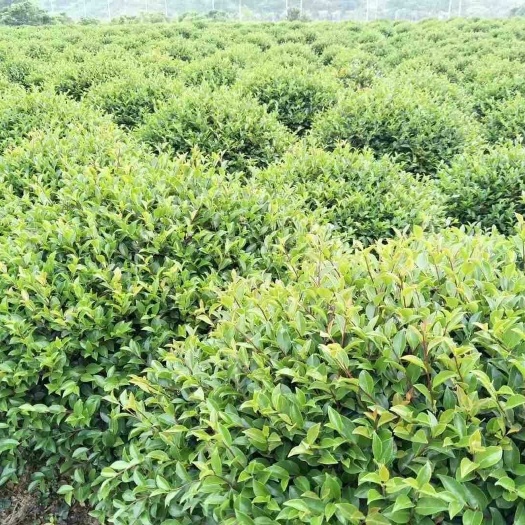 宁海县茶梅 100~140cm