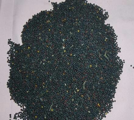 望江县油菜籽 含油率39斤以上