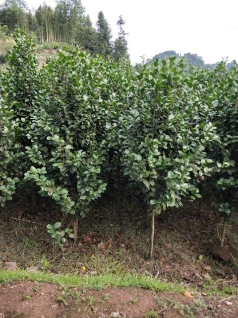 宜宾茶花树 100~140cm