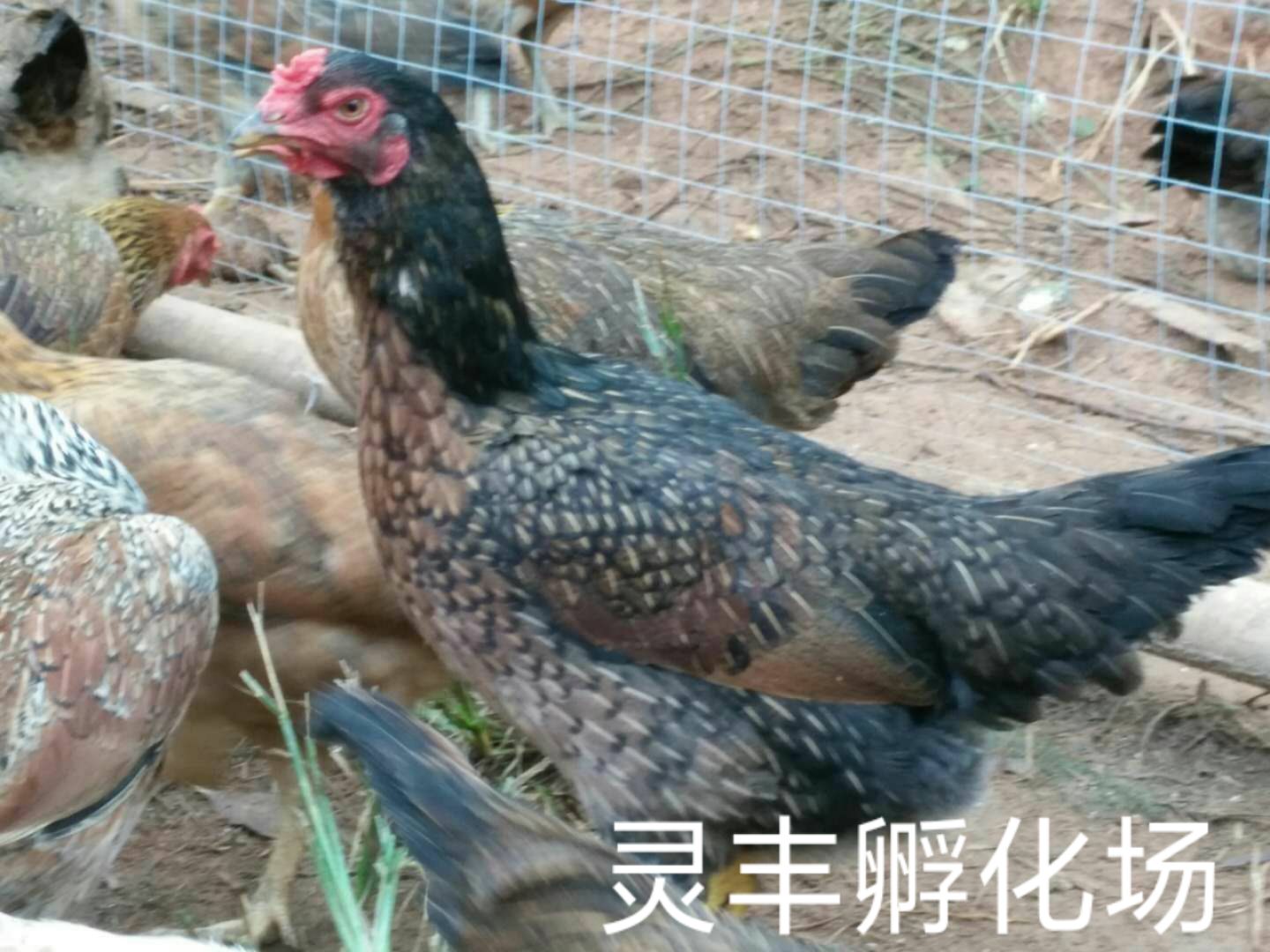 (10只起发）3-5两脱温杂交斗鸡苗，改良斗鸡苗 包运输成活