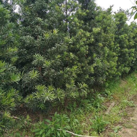 宁海县普通罗汉松