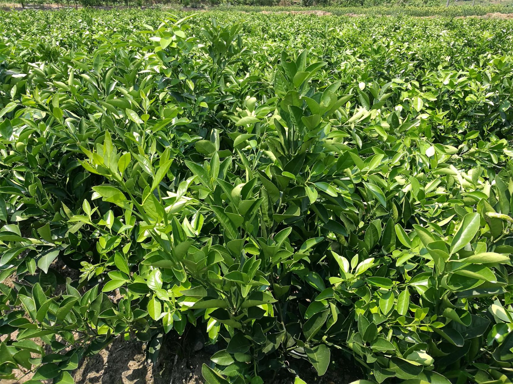 锦蜜冰糖橙苗 嫁接苗 0.5~1米