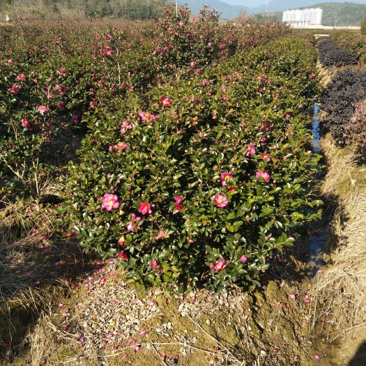 宁海县茶梅 100~140cm