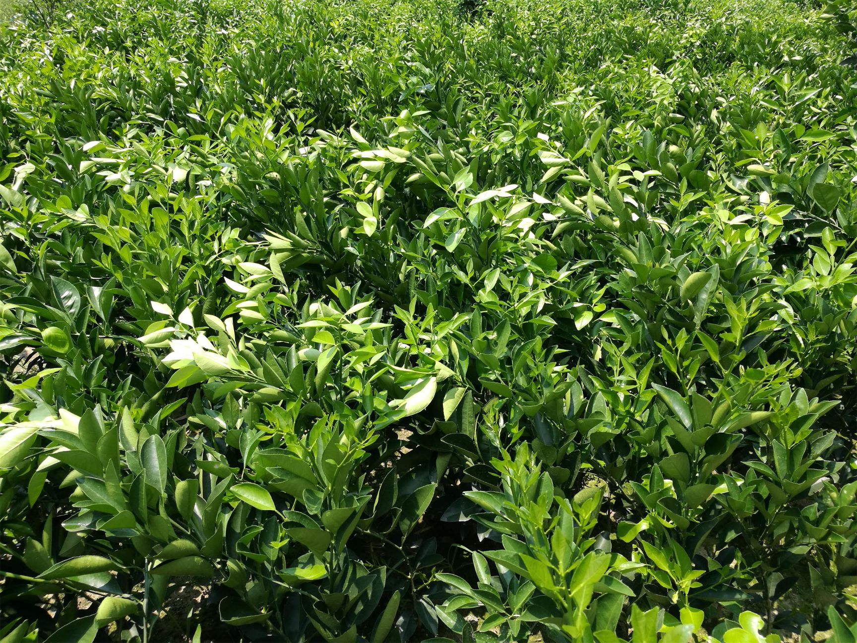 锦蜜冰糖橙苗 嫁接苗 0.5~1米