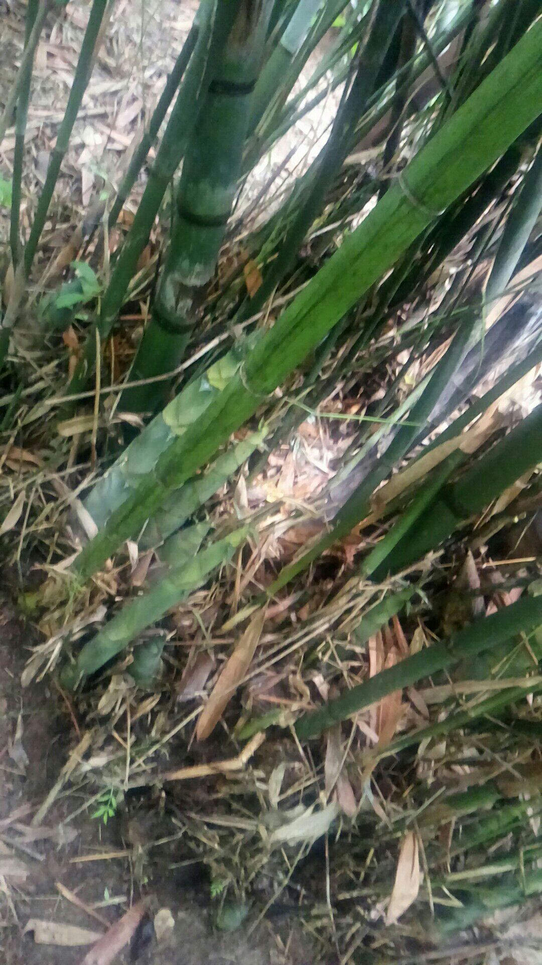  伏竹笋凉微苦，会搞很好吃