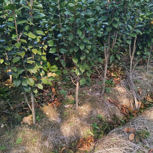 宁海县红露珍 100~140cm