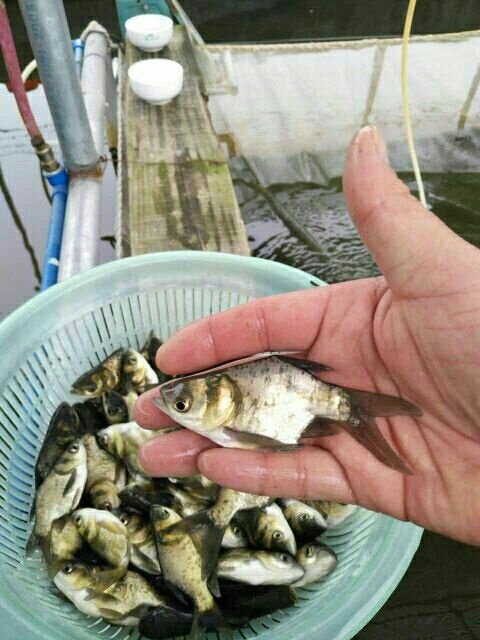 广州 优质: 缩骨鱼苗.大量供应全国空运