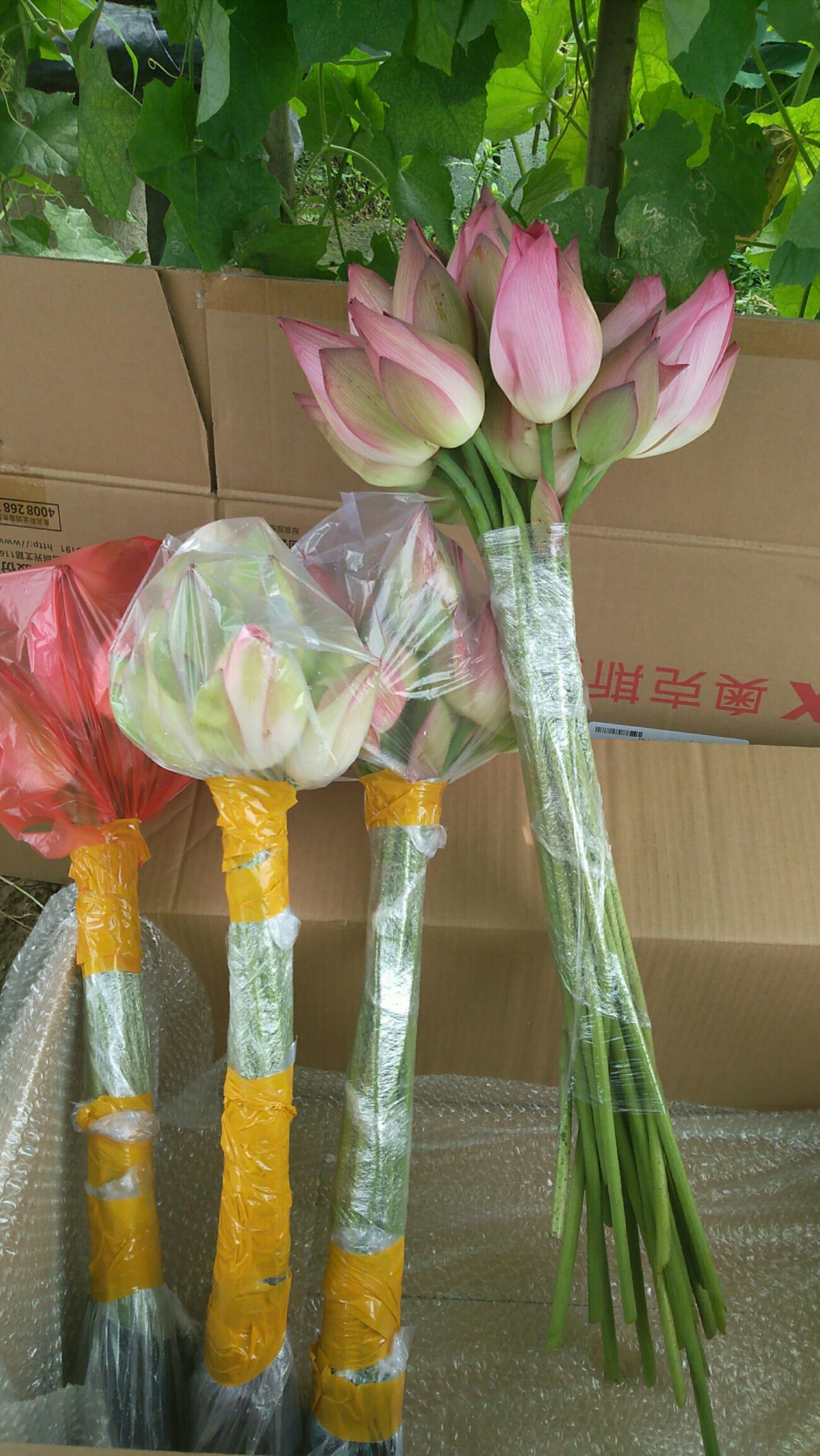 莲蓬 红莲 8cm以上 特级 